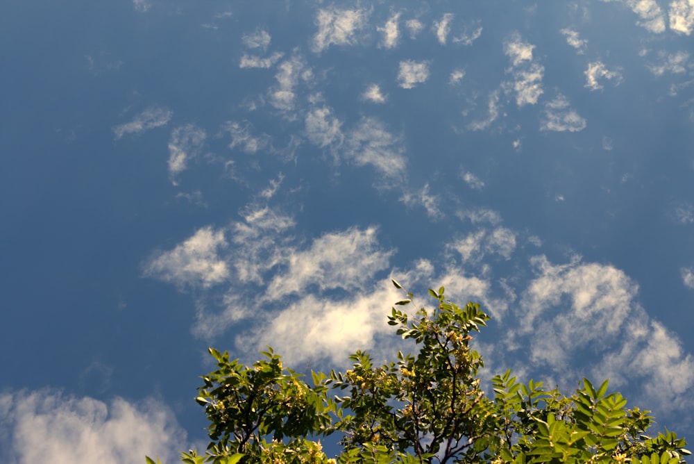a view of a tree with clouds in the background