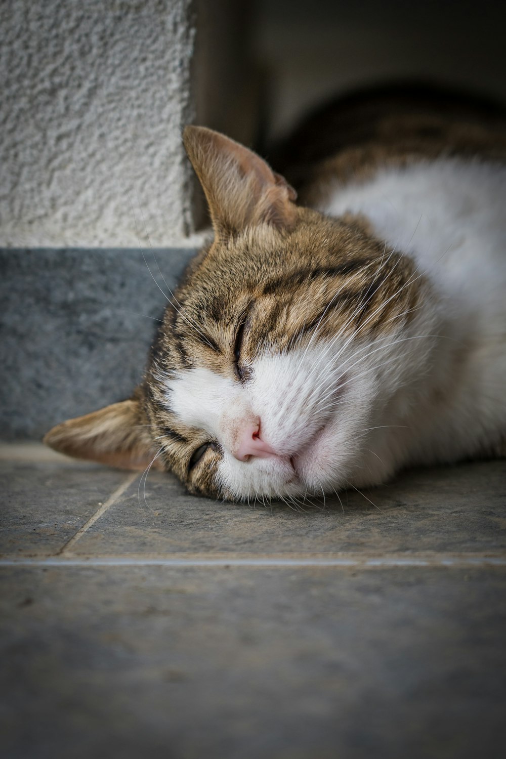 a cat sleeping on the floor next to a wall