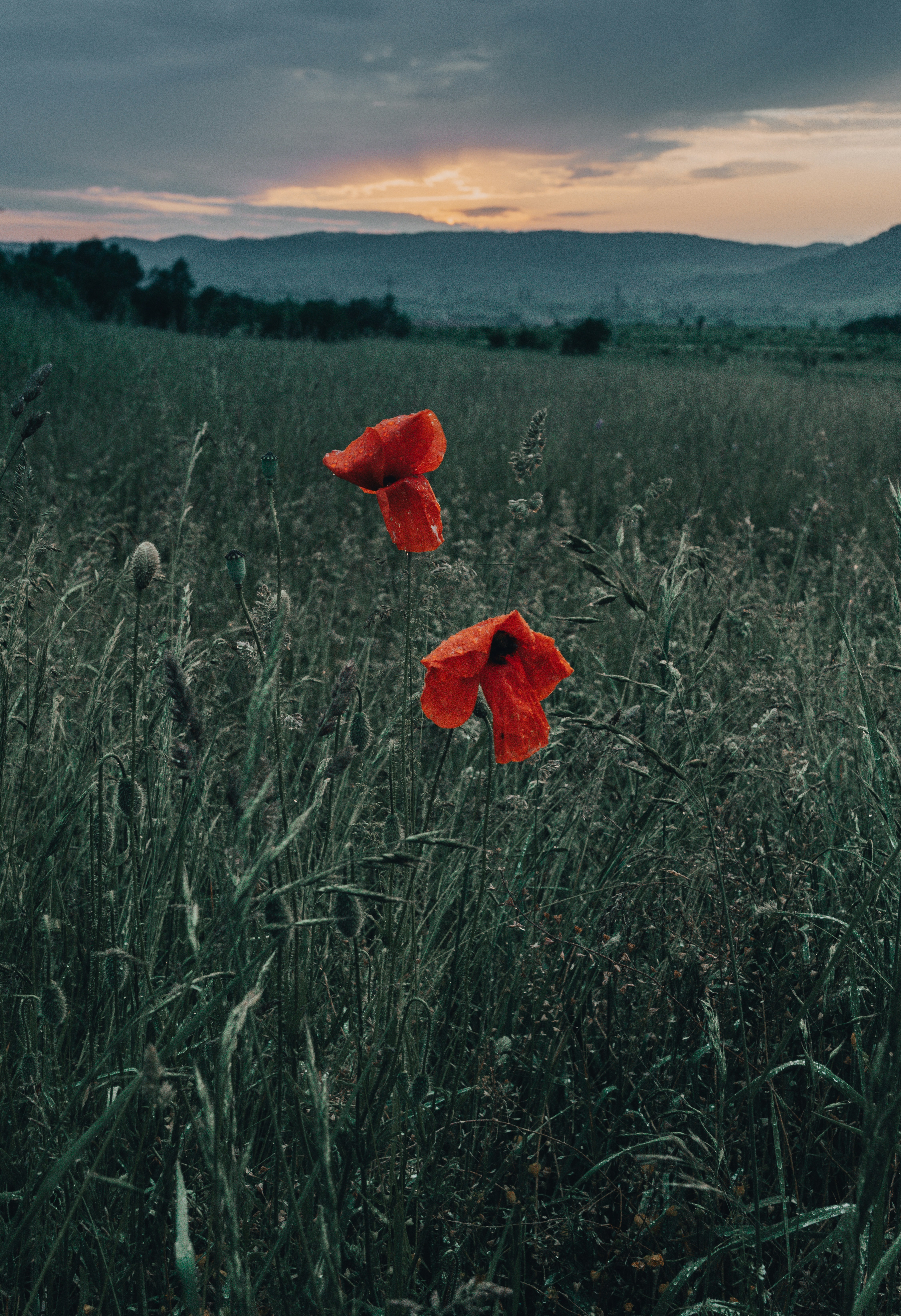 two red poppies in a field of tall grass