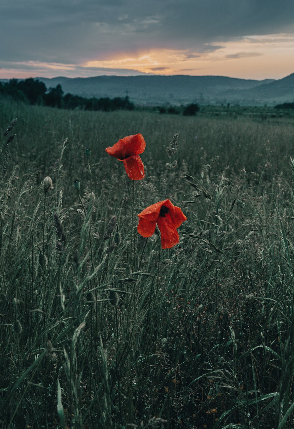 two red poppies in a field of tall grass