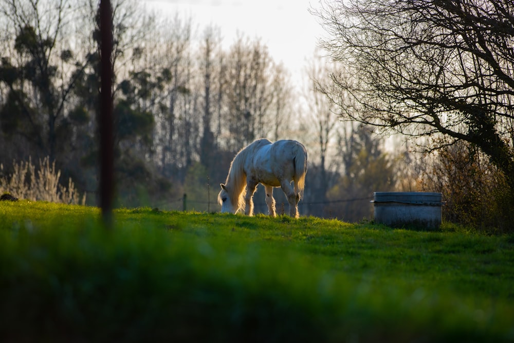 a white horse standing on top of a lush green field