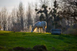 A serene horse grazing in the golden light of early morning at the sanctuary.
