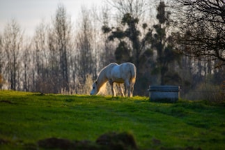 A serene stable with horses grazing peacefully under soft natural light