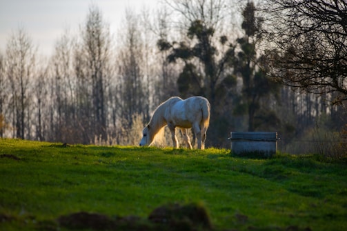 A gentle horse in the sanctuary grazing peacefully in a sunlit pasture.