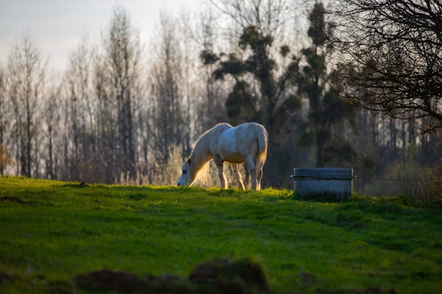 A serene paddock at Het Waterhof with a majestic sport horse grazing under soft morning light