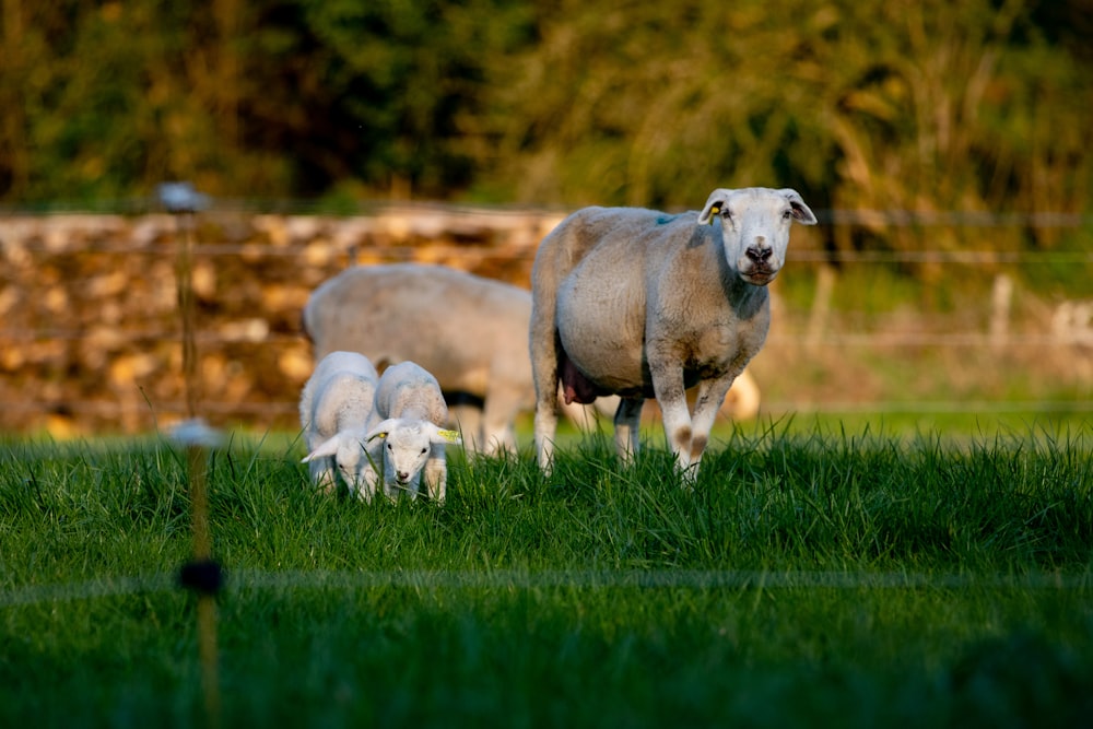 a group of sheep grazing on a lush green field