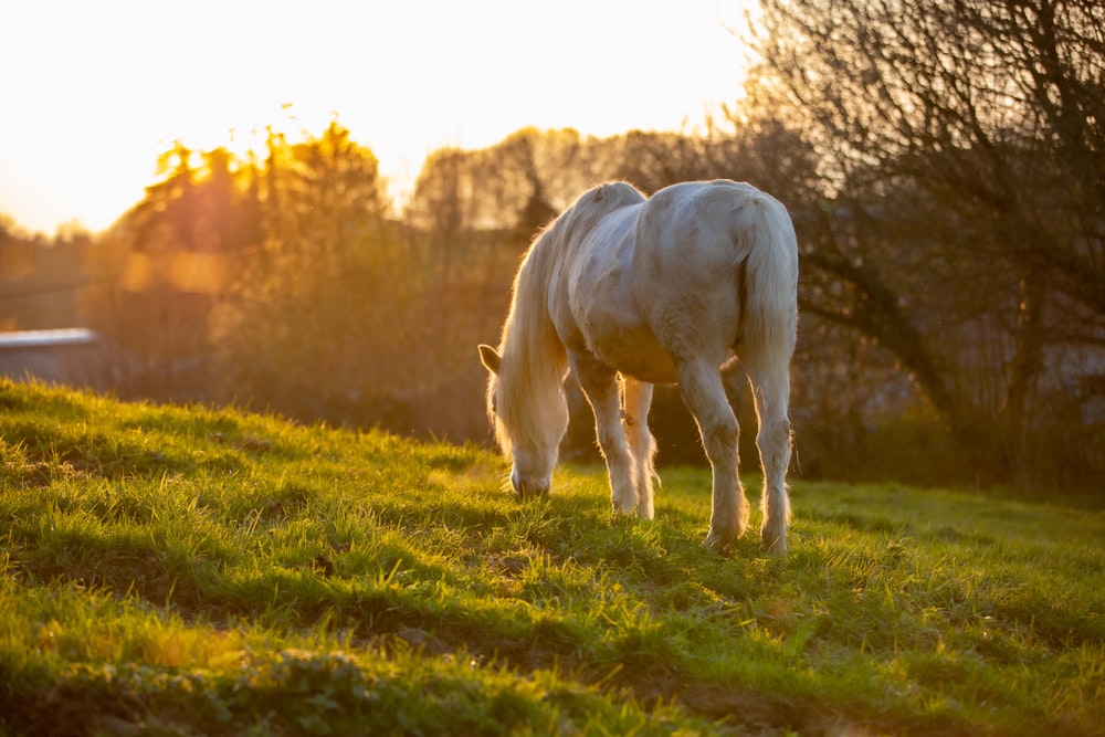 Un caballo blanco pastando en una exuberante ladera verde