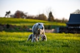 Farm animals feeding in a green pasture during daytime.
