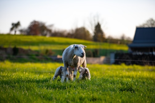 Farm animals feeding in a green pasture during daytime.
