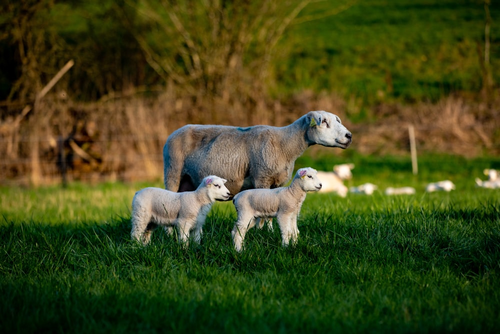 a mother sheep and her two babies in a field
