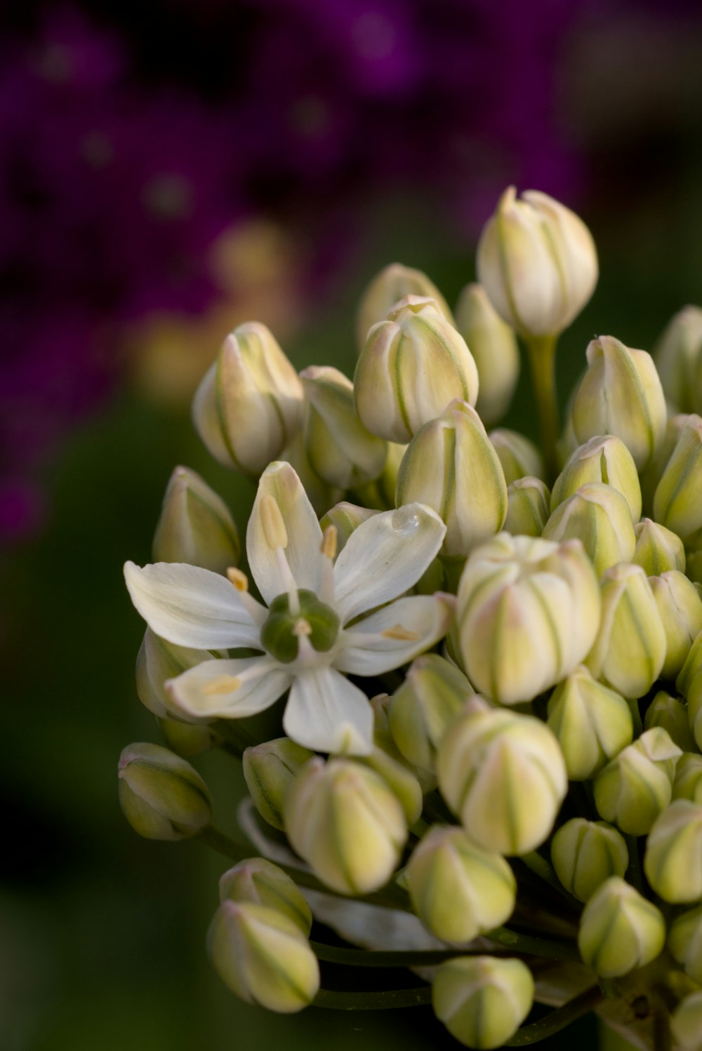 a close up of a bunch of flowers