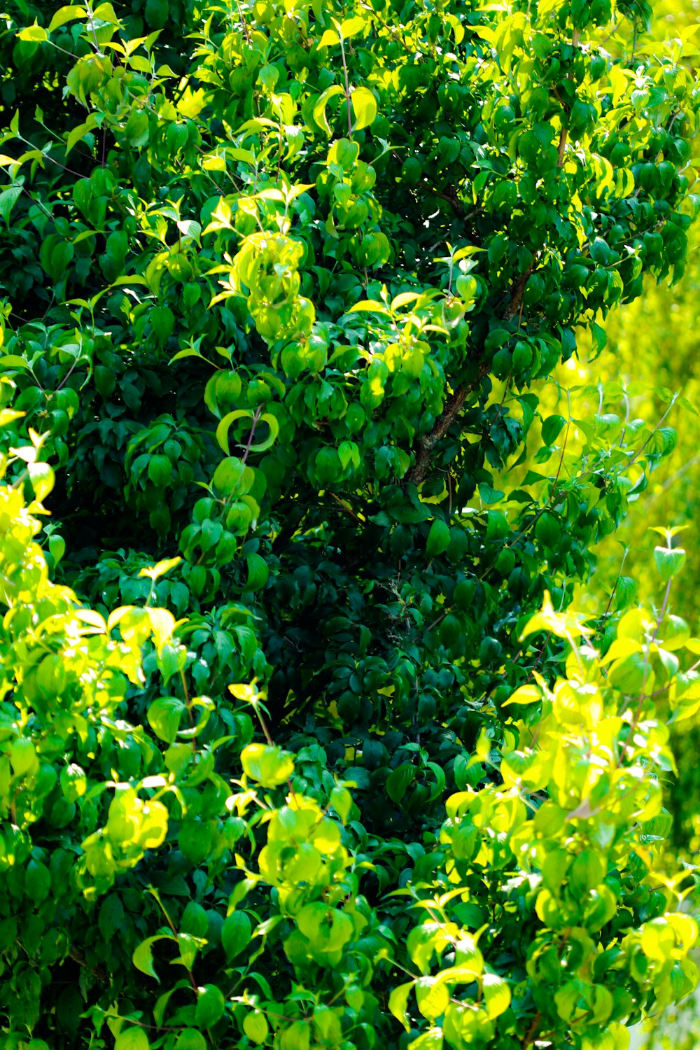 a bunch of green leaves on a tree