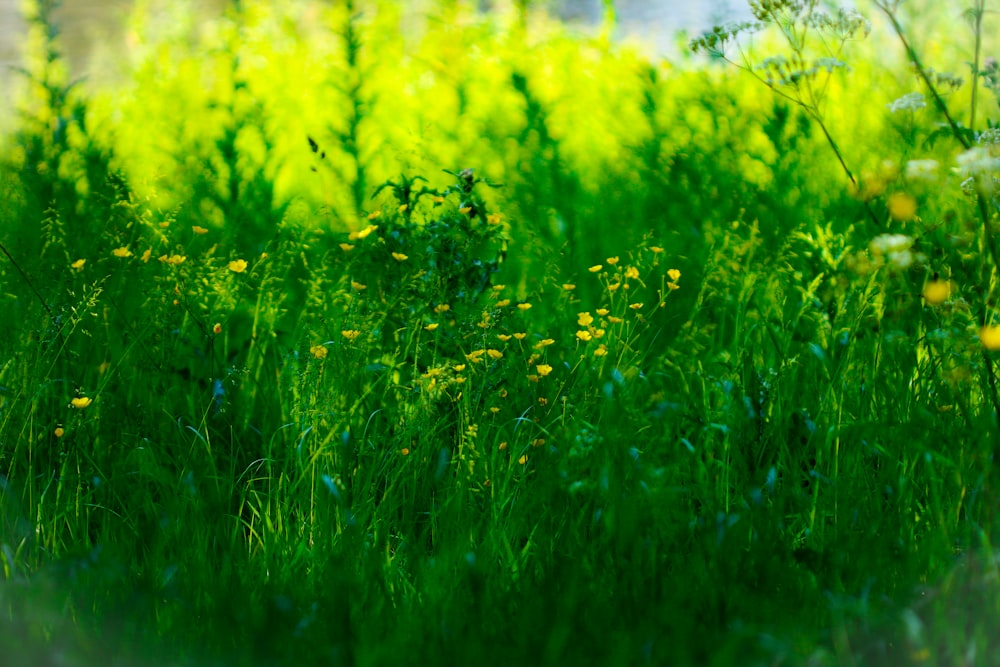 a field full of green grass and yellow flowers