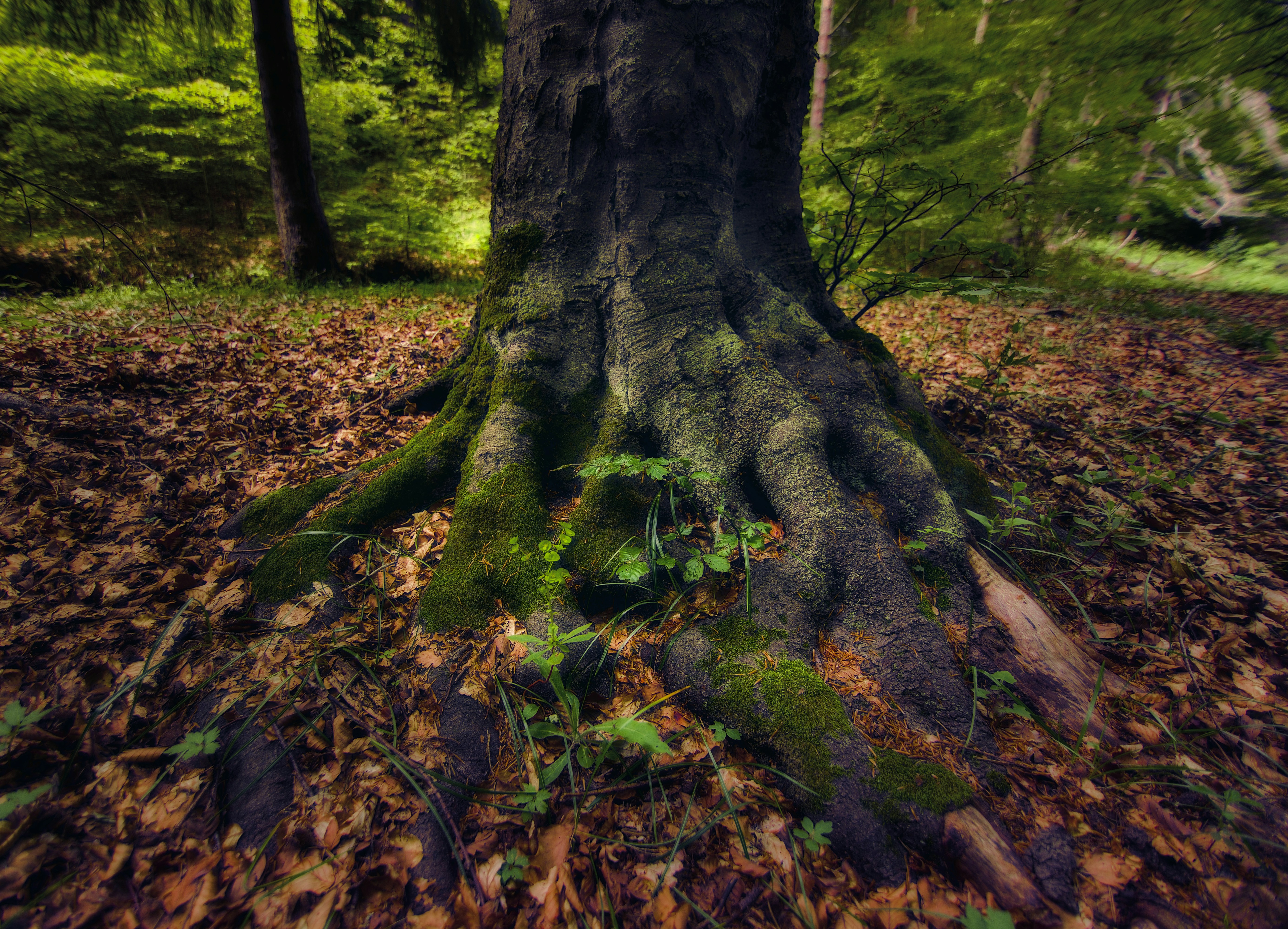 Photo by blooddrainer