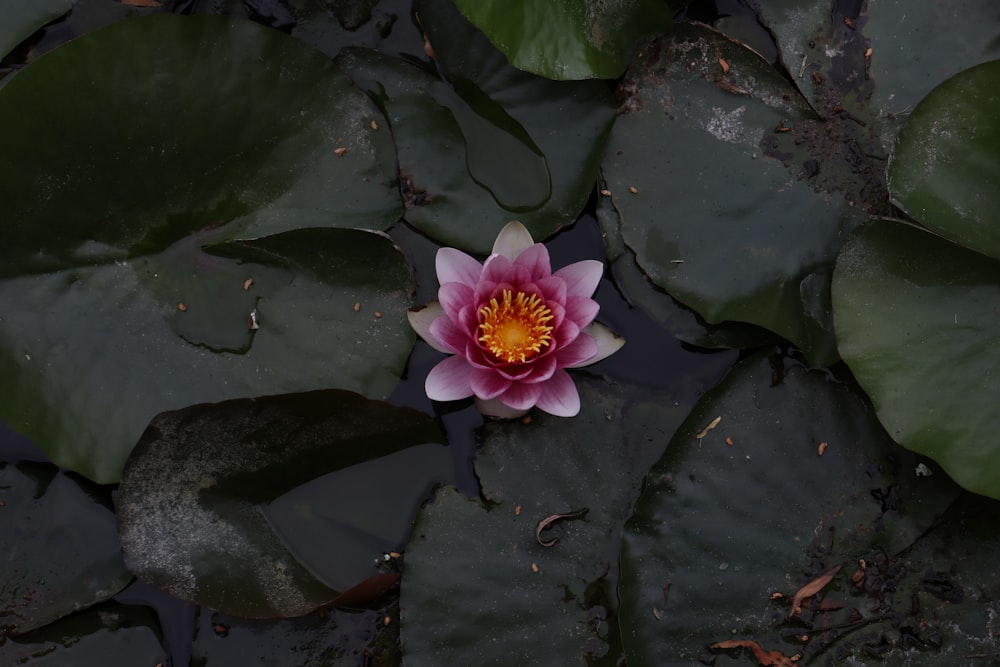 a pink and yellow flower sitting on top of green leaves