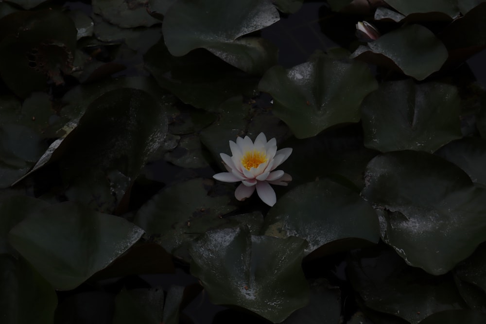 eine weiße und gelbe Seerose, die auf grünen Blättern schwimmt