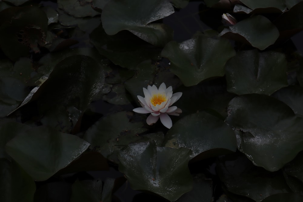 a white and yellow water lily floating on top of green leaves