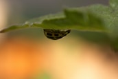 A small yellow and black spotted insect clings to the underside of a green leaf with a blurred background in shades of orange and green.