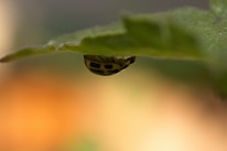 A small yellow and black spotted insect clings to the underside of a green leaf with a blurred background in shades of orange and green.