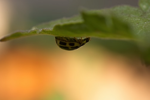 A small yellow and black spotted insect clings to the underside of a green leaf with a blurred background in shades of orange and green.