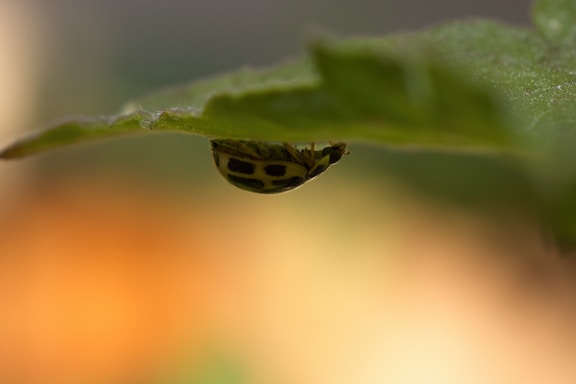 A small yellow and black spotted insect clings to the underside of a green leaf with a blurred background in shades of orange and green.