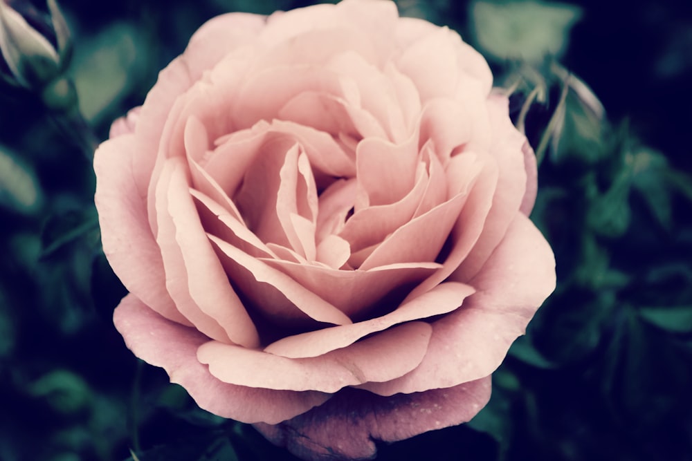 a close up of a pink rose with green leaves