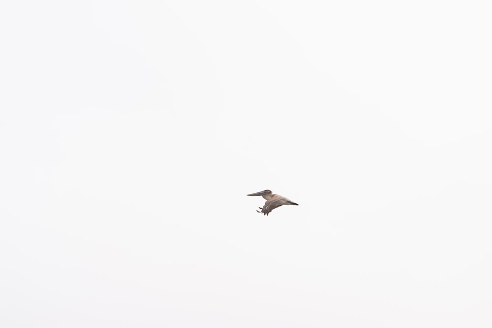 a bird flying in the sky on a cloudy day