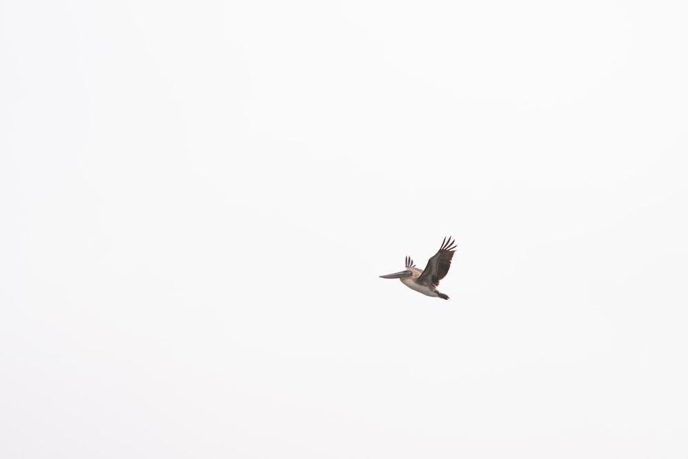 a large bird flying through a white sky