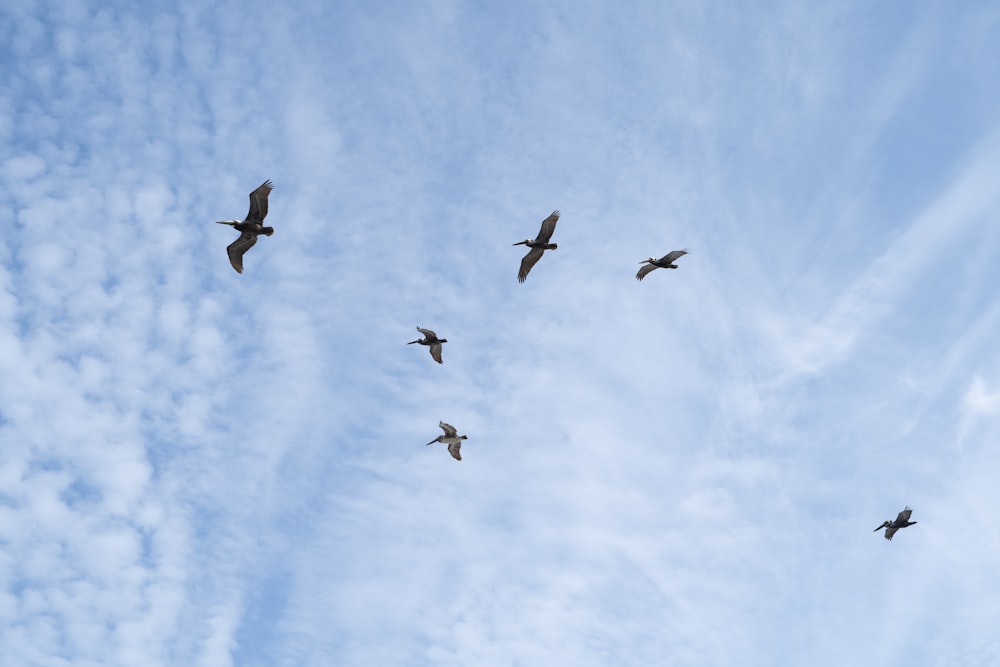 a flock of birds flying through a cloudy blue sky