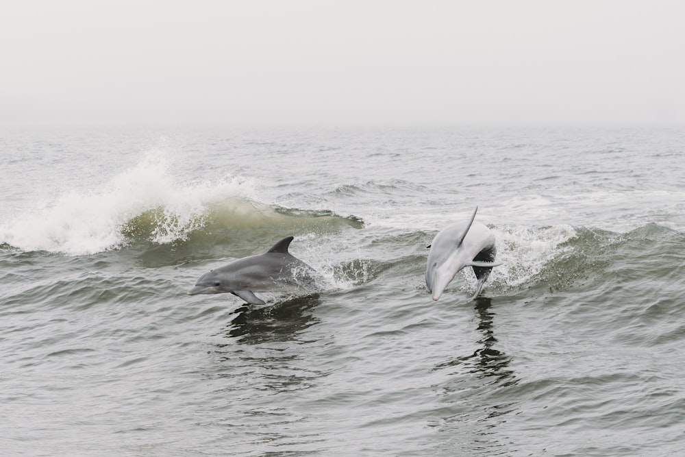 Un par de delfines nadando en el océano