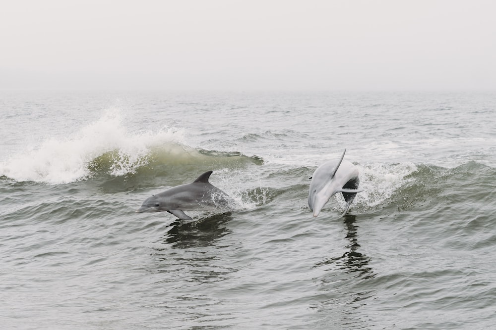 a couple of dolphins swimming in the ocean