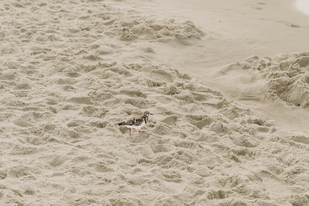 a bird is standing in the sand on the beach