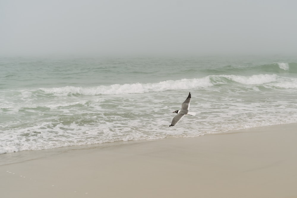 a bird flying over a beach next to the ocean