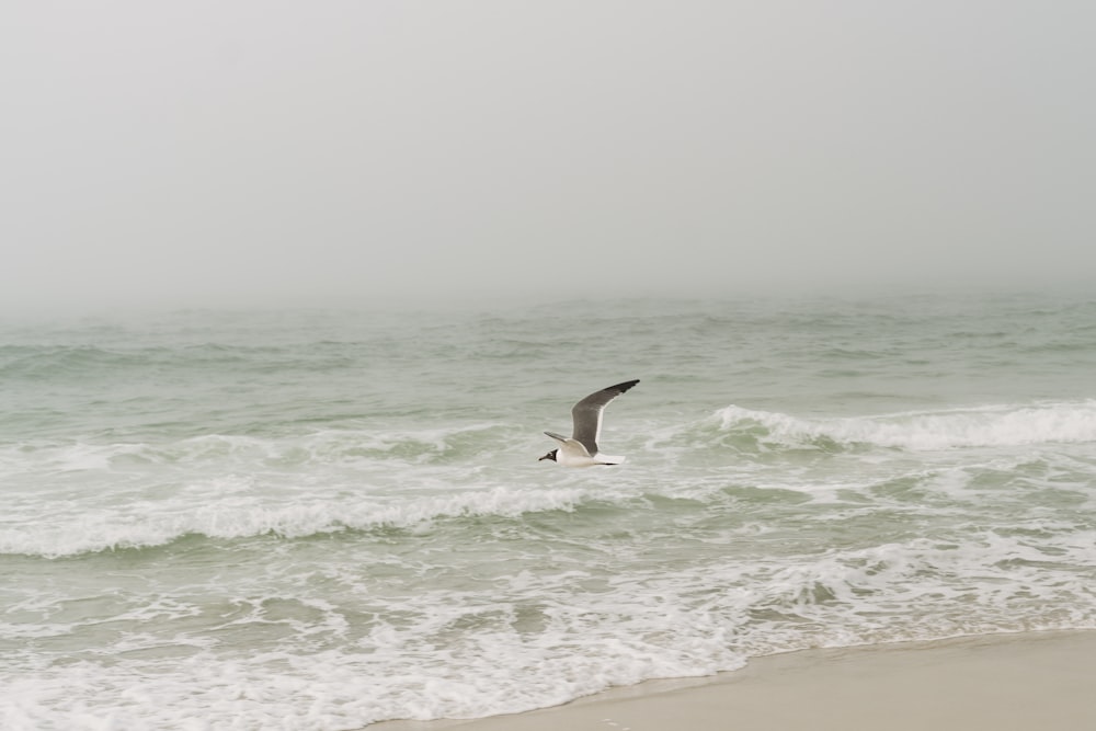 a bird flying over the ocean on a foggy day
