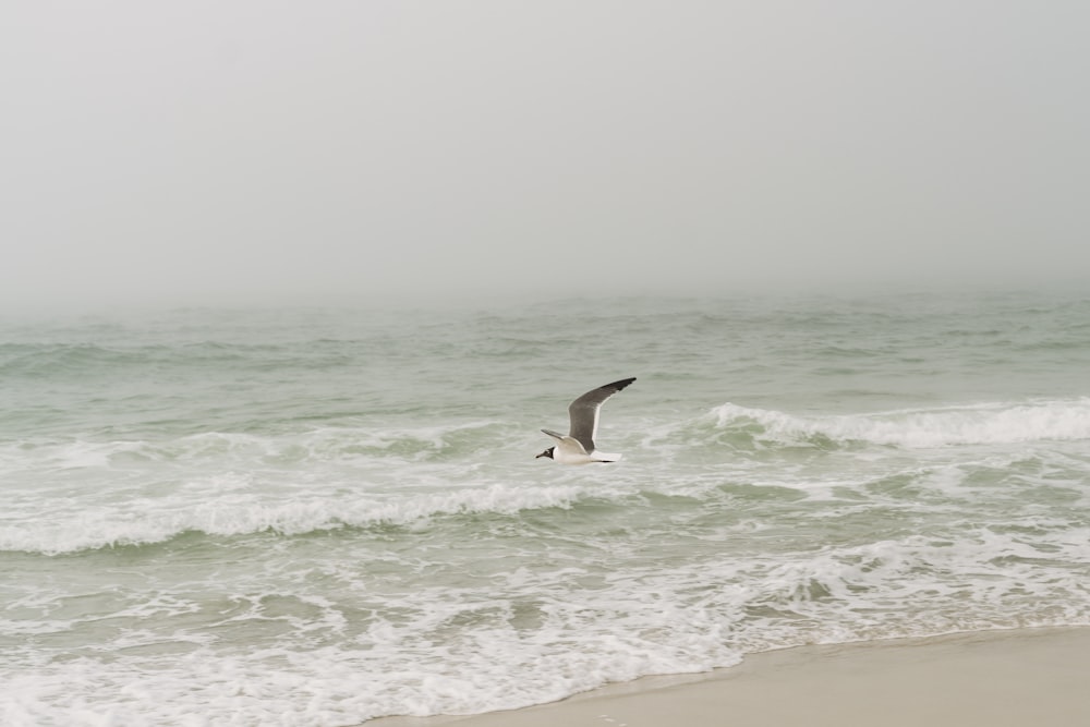 um pássaro voando sobre o oceano em um dia de nevoeiro