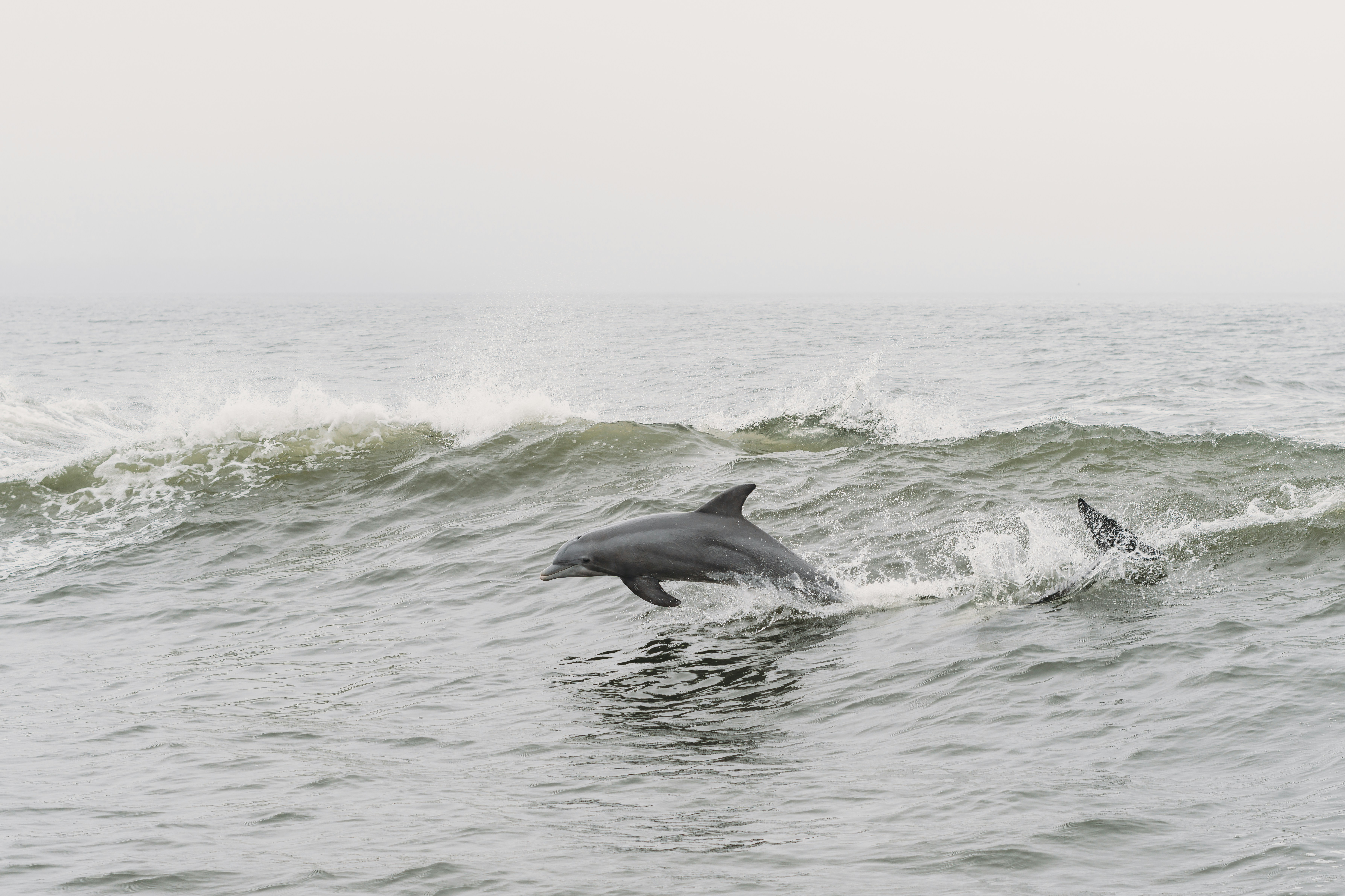 Photo of a bottlenose dolphin swimming in clear blue water. The dolphin is jumping out of the water, with its body arched and its back exposed. [Photo: Steven Van Elk on Unsplash]