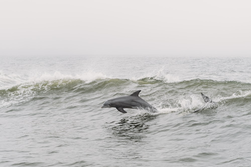 a dolphin is jumping out of the water