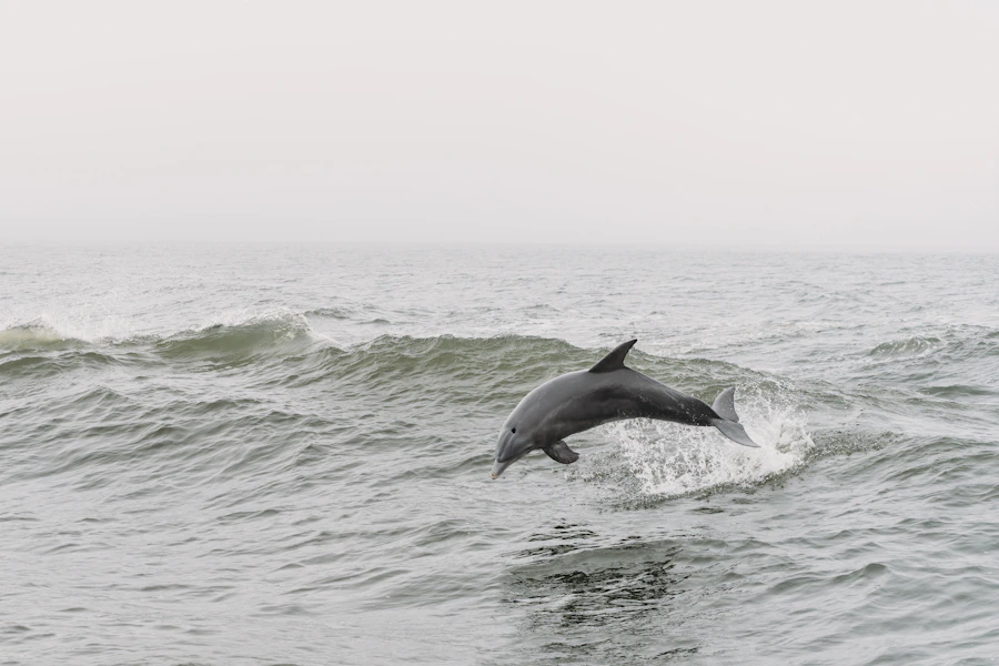 Dolphin Watch