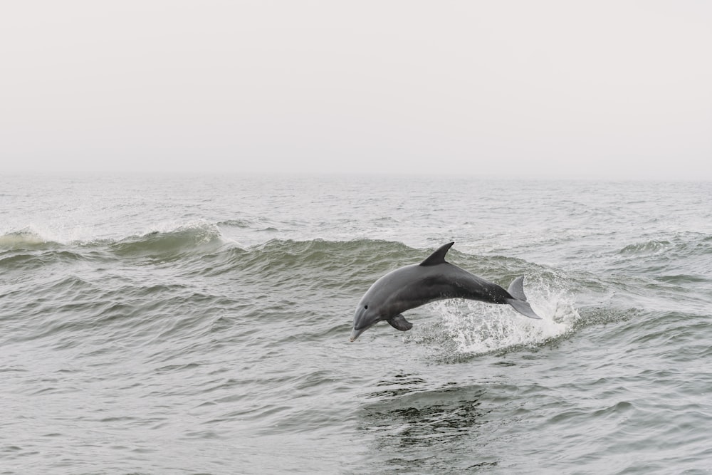 a dolphin jumping out of the water