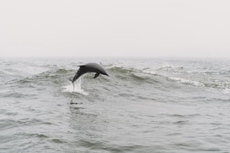 a dolphin is jumping out of the water