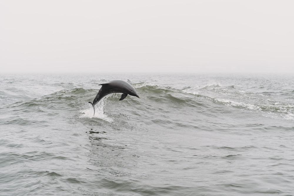 a dolphin is jumping out of the water