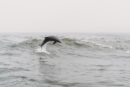 Dolphins Bay Phuket