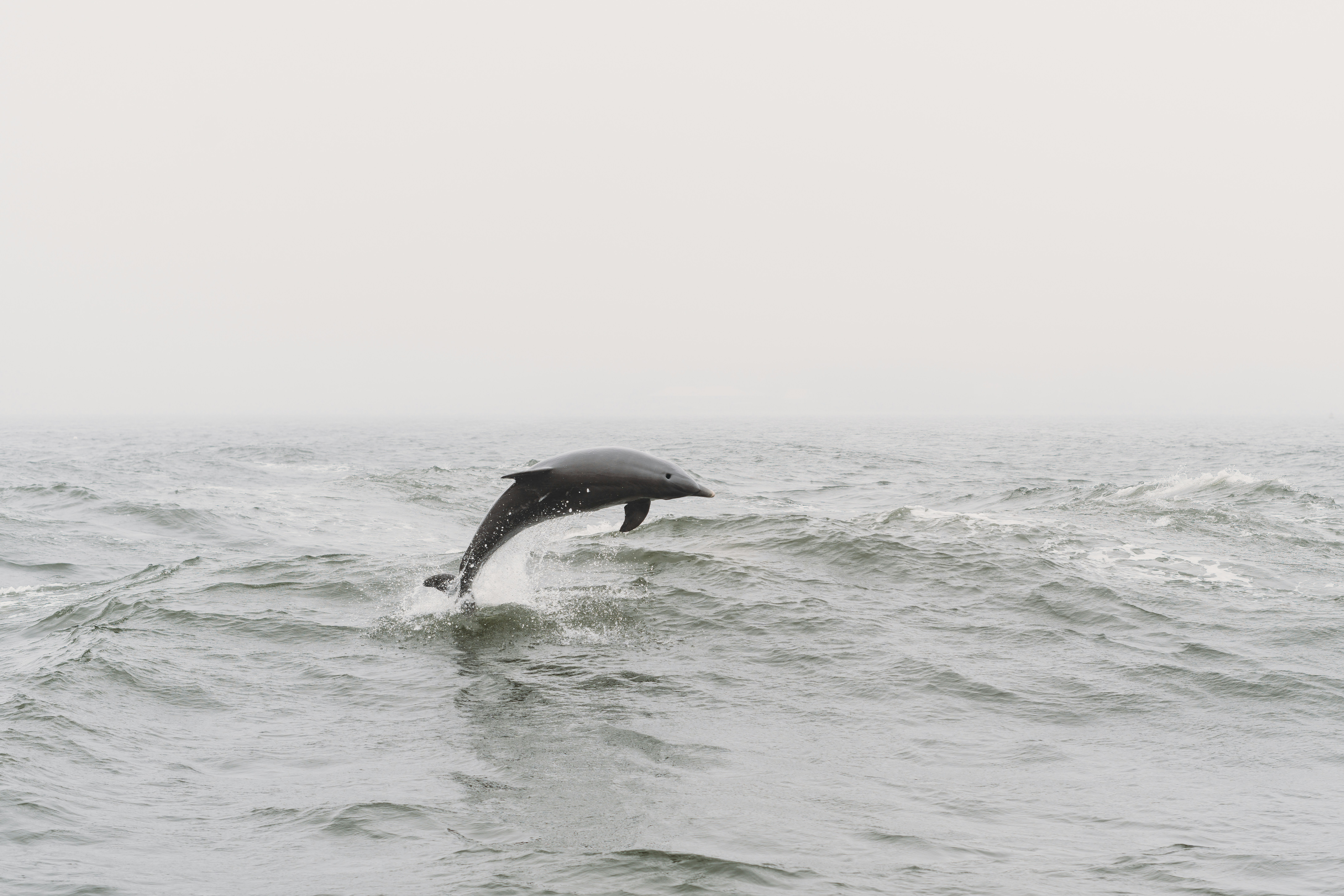 a dolphin jumping out of the water in the ocean