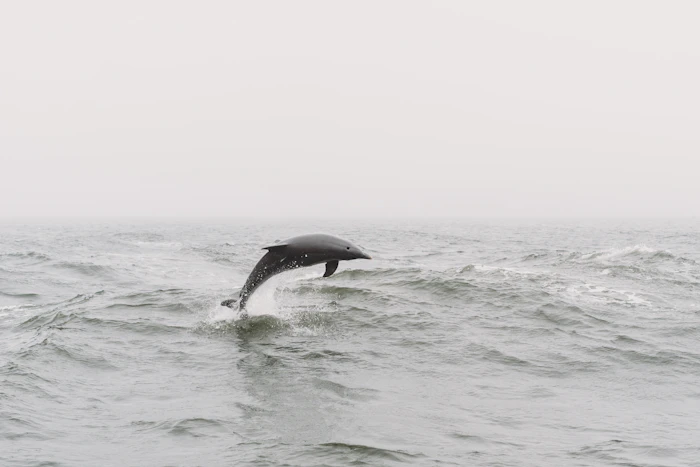 Dolphin jumping out of the ocean