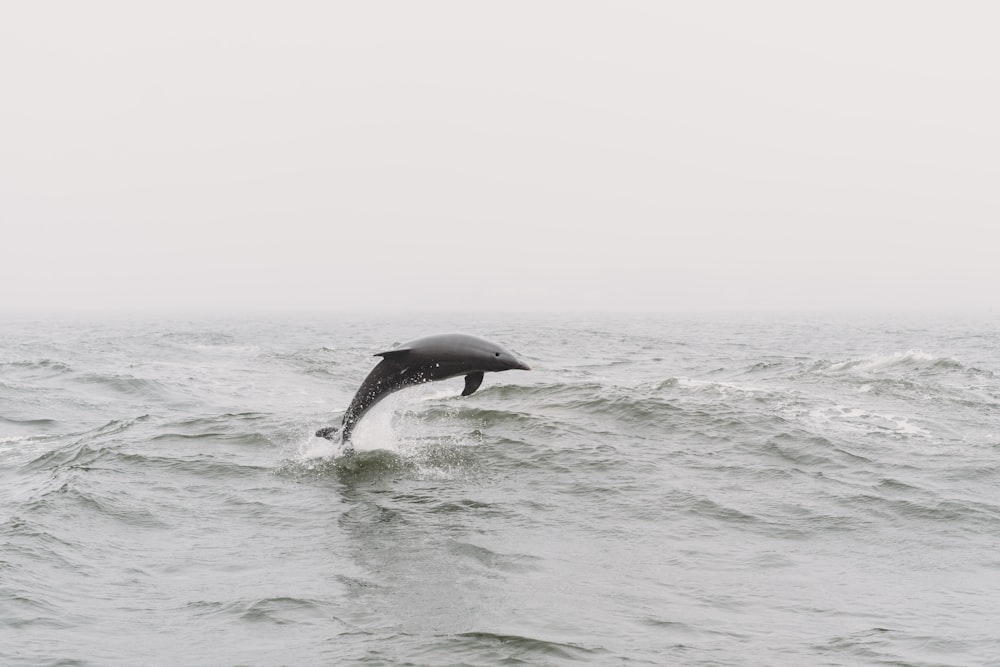 a dolphin jumping out of the water in the ocean