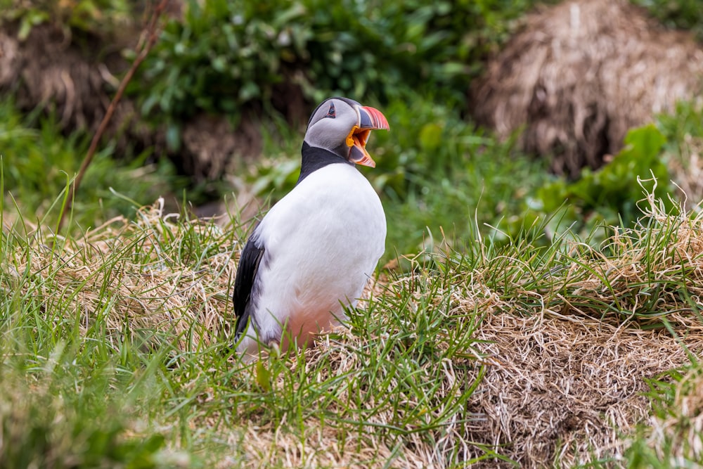 a black and white bird standing in the grass