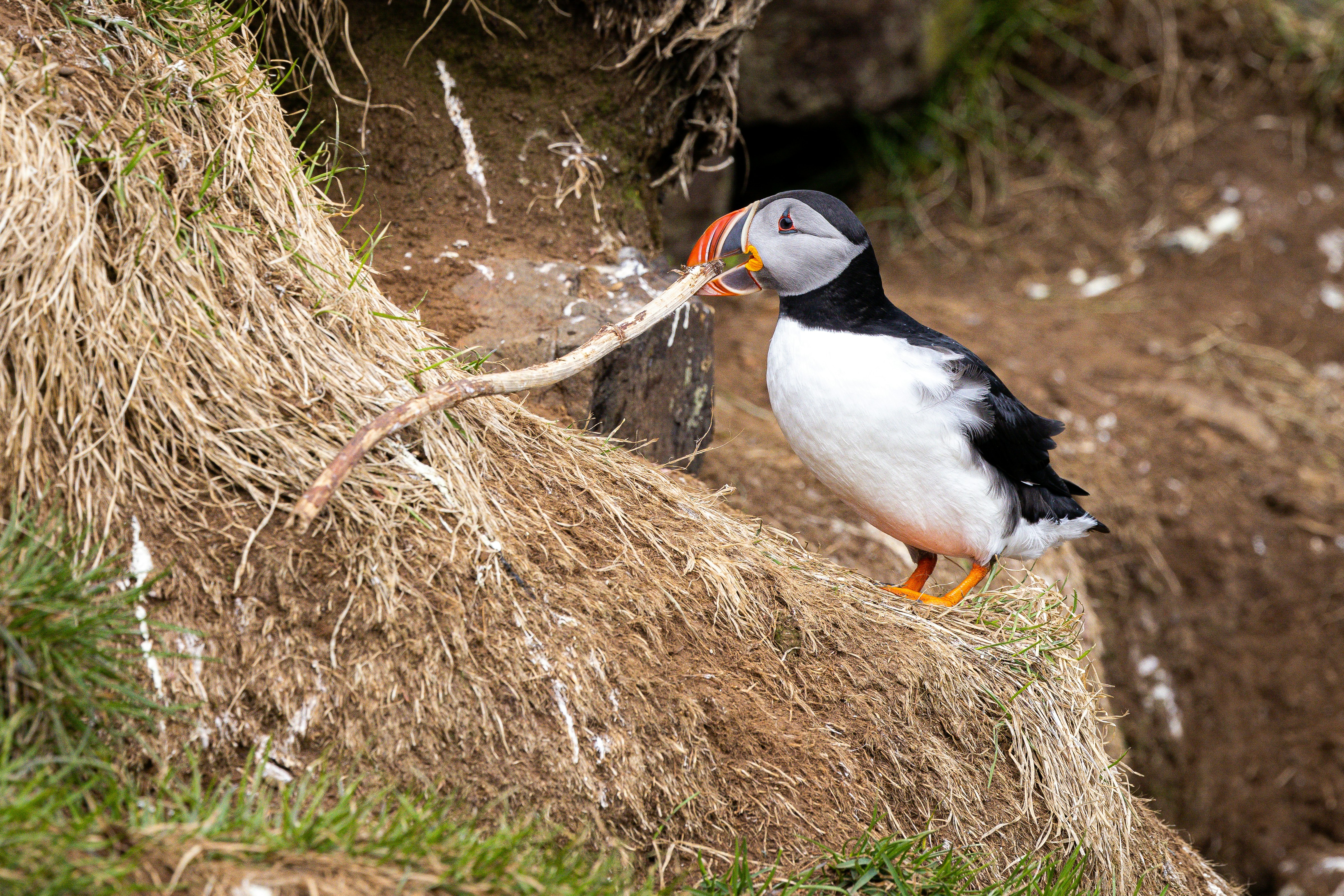 a black and white bird standing on top of a pile of grass