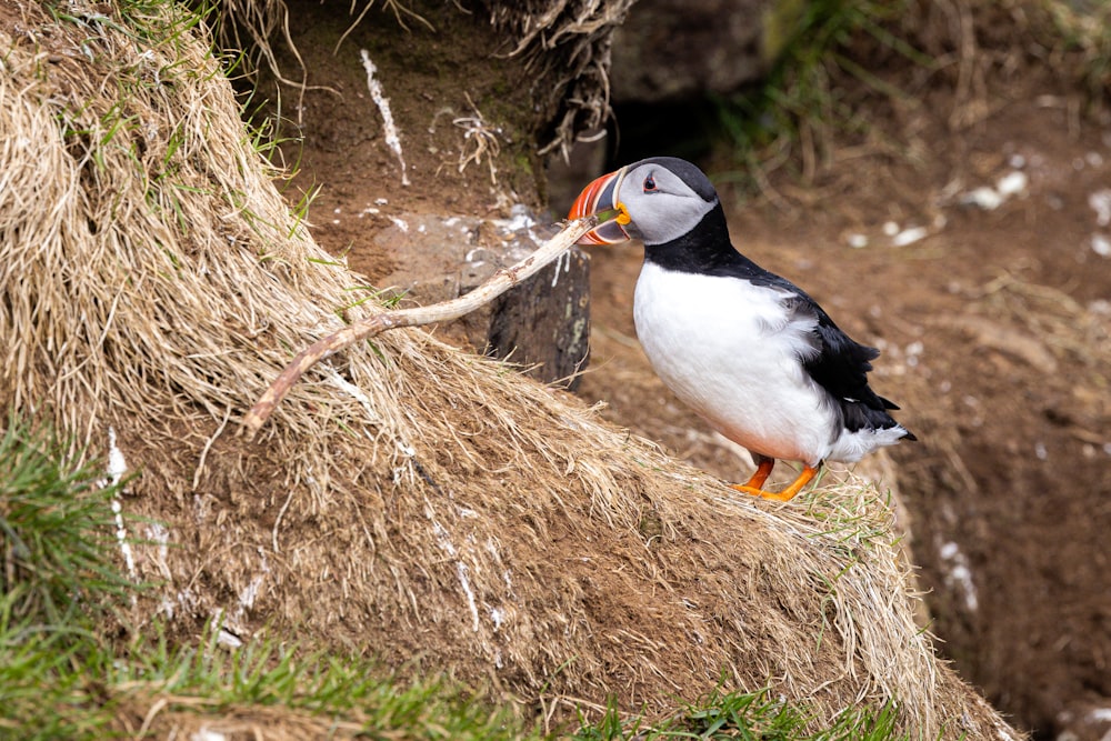 a black and white bird standing on top of a pile of grass