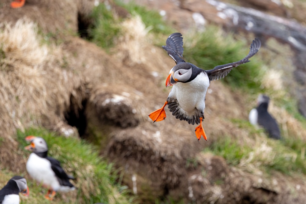 a group of birds flying over a rocky hillside