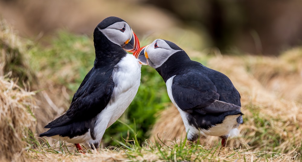 a couple of birds that are standing in the grass